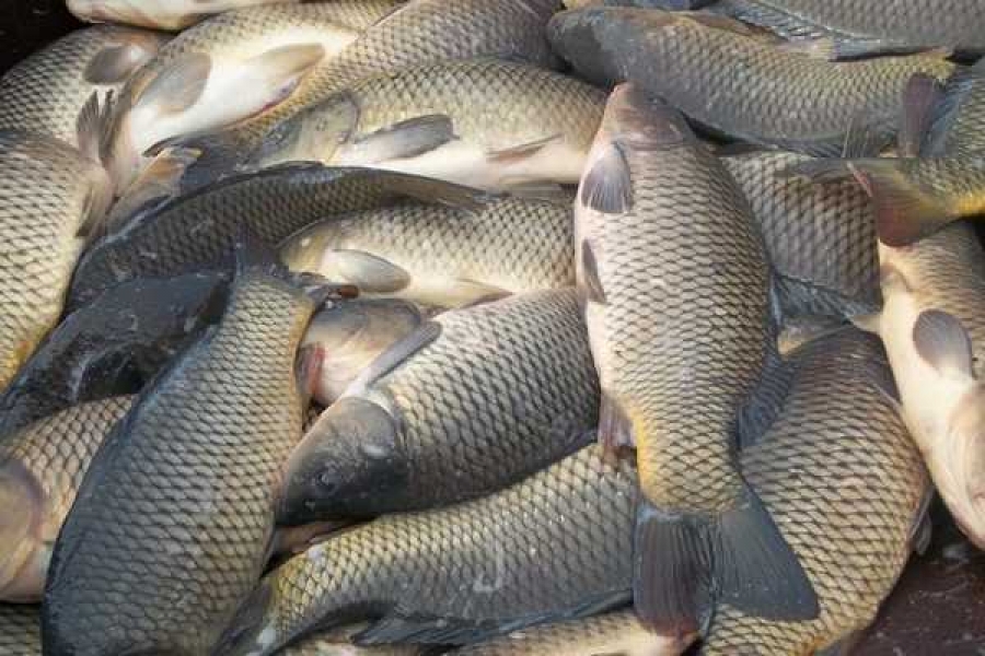 Фото с сайта ulov.guru