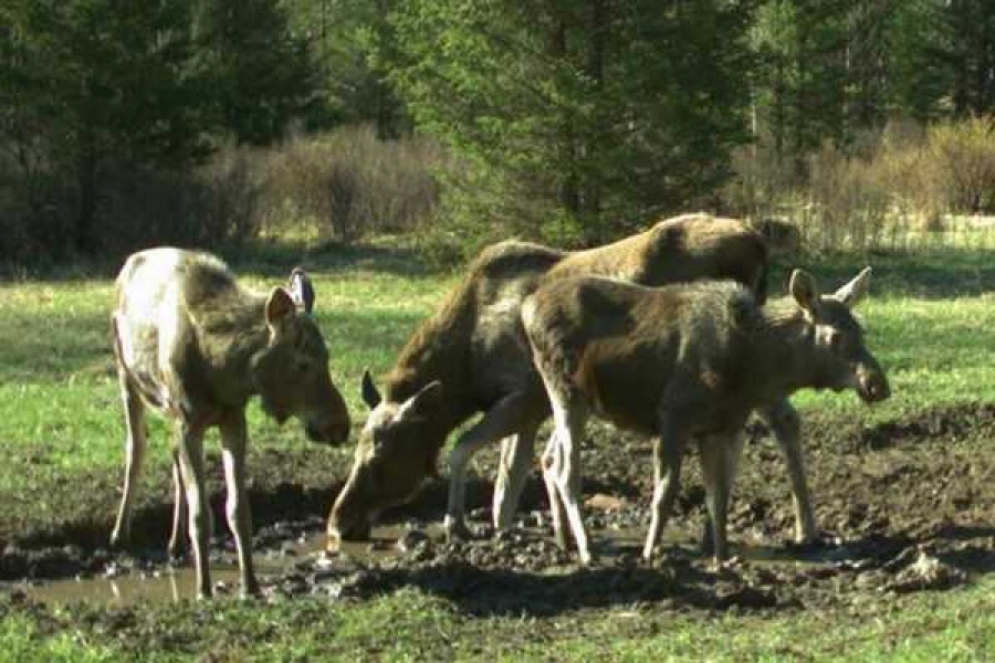 Фото: instagram.com/ohotnadzorkhakasii