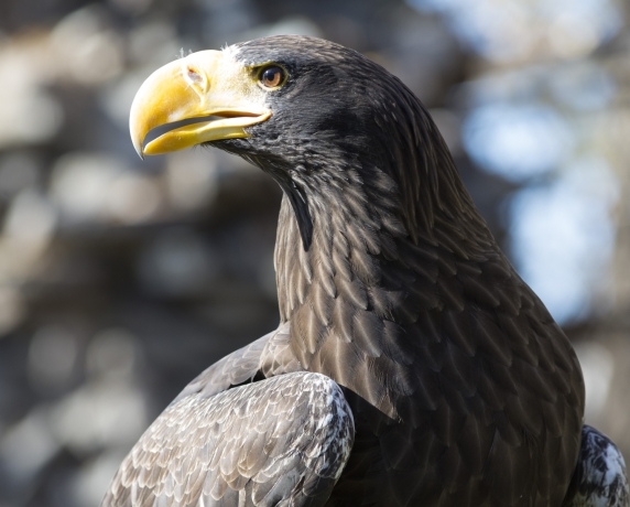 Фото зоопарка Абакана