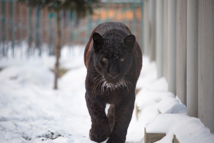 Фото: Минприроды Хакасии