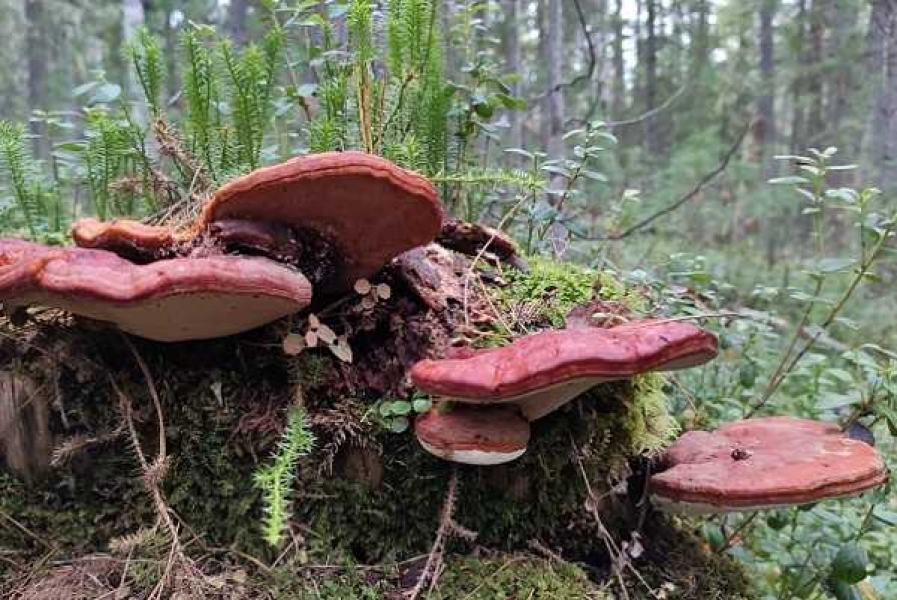 Фото: facebook.com/victor.nepomnyaschiy