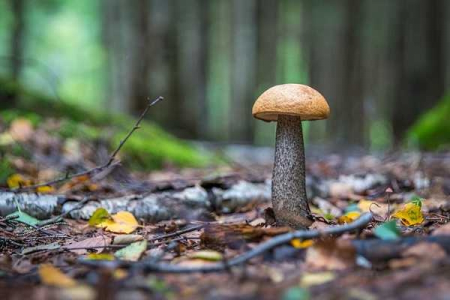 Фото: pixabay.com/ Егор Камелев