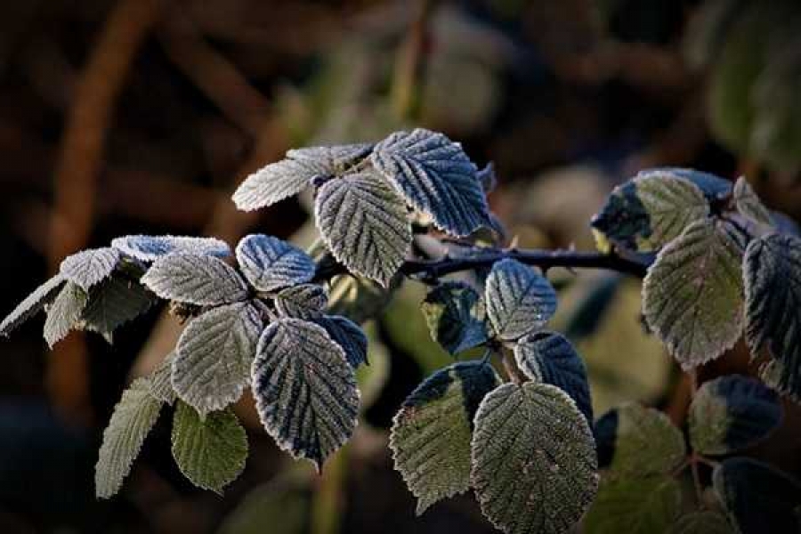 Фото: cdn.pixabay.com
