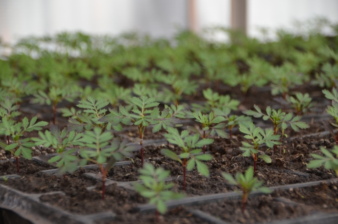 Фото: Администрация Абакана