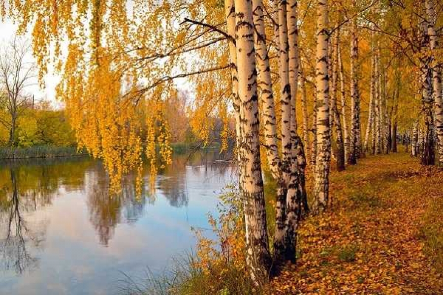 Фото: pixabay.com/ru/users/mobinovyc