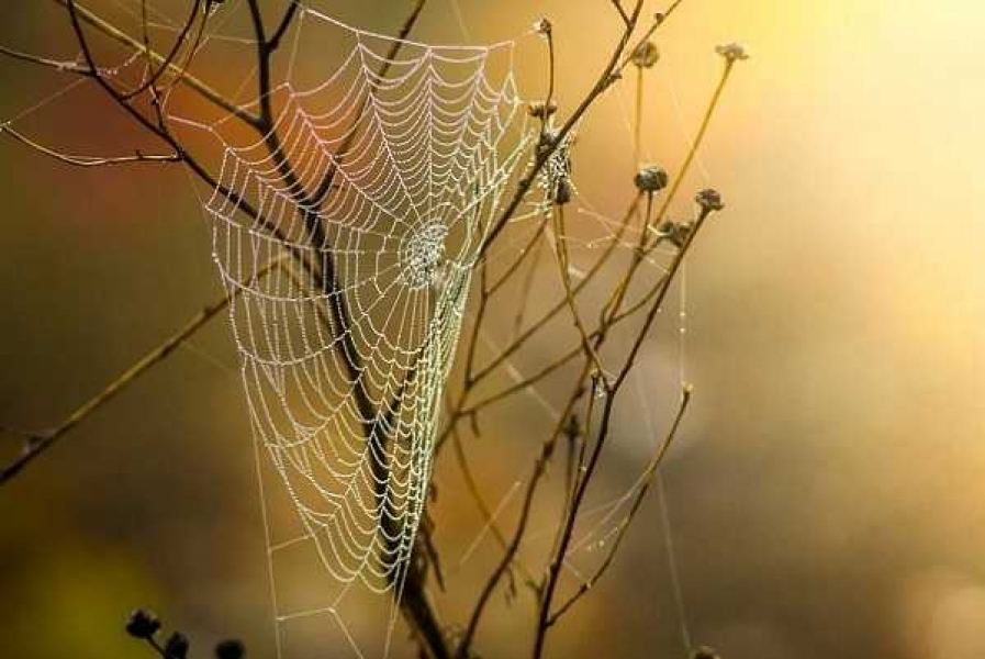 Фото: pixabay.com