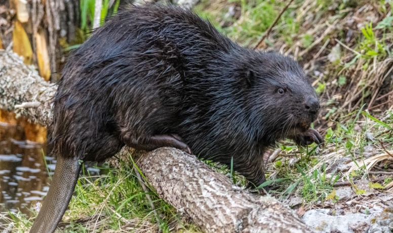 Фото: пресс-служба Саяно-Шушенского заповедника