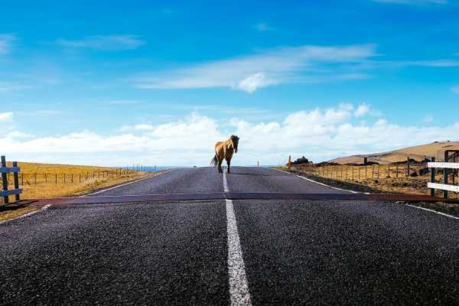 Фото – pixabay.com