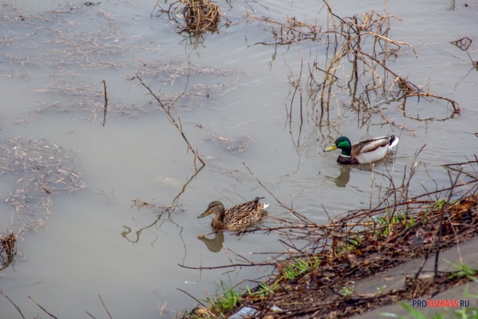 Фото:  PROKUZBASS.RU