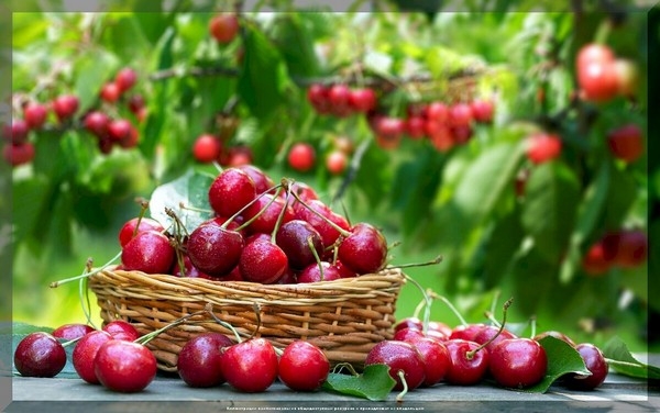 https://vk.com/photo-159774511_457270326