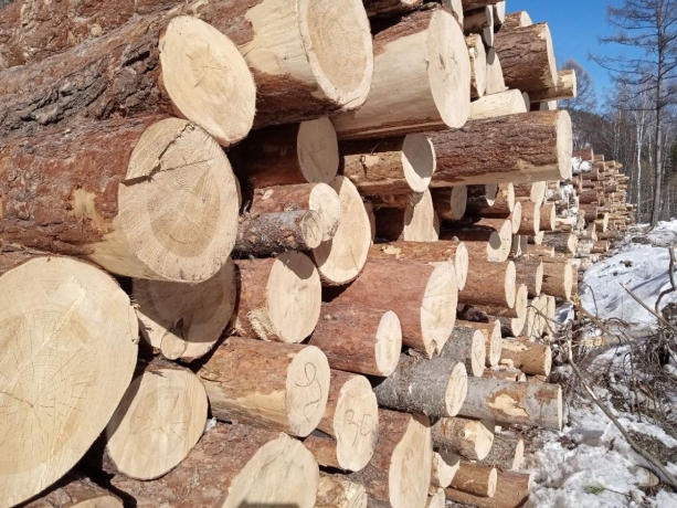 Фото: Минлес Хакасии