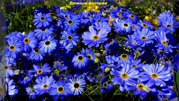 https://vk.com/photo-159774511_457265126. Брахикома иберисолистная