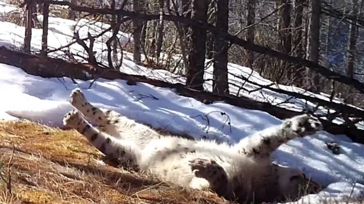 Фото: Саяно-Шушенский Заповедник