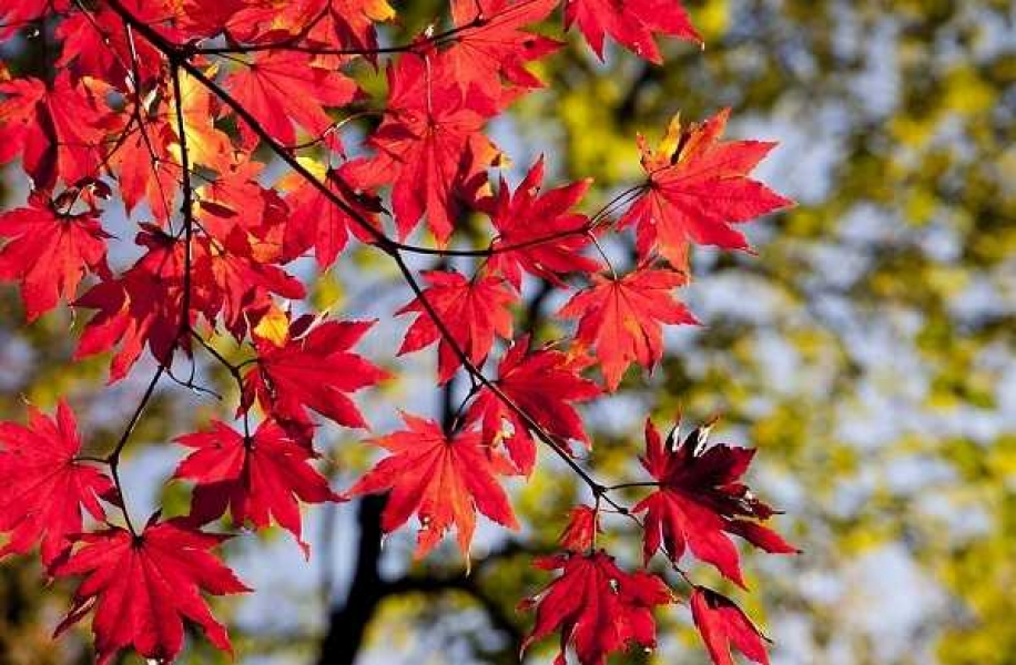 Фото: pixabay.com