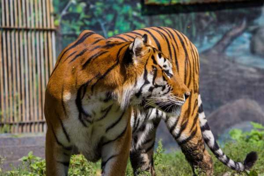 Фото: Абаканский зоопарк