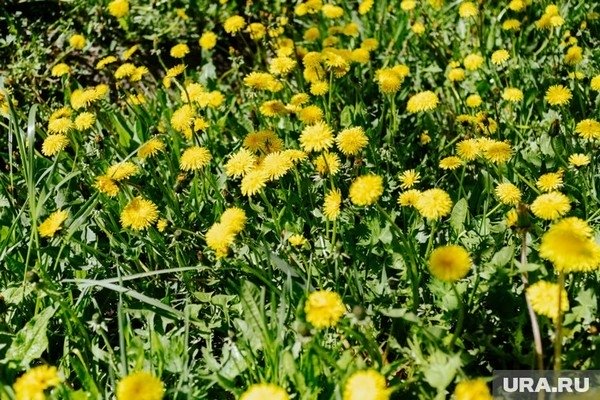 Фото: Никита Сабашников © URA.RU