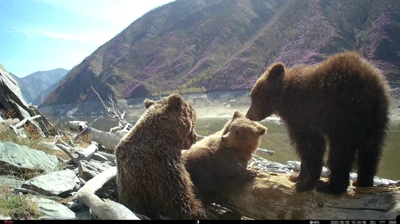 Фото: Саяно-Шушенский Заповедник