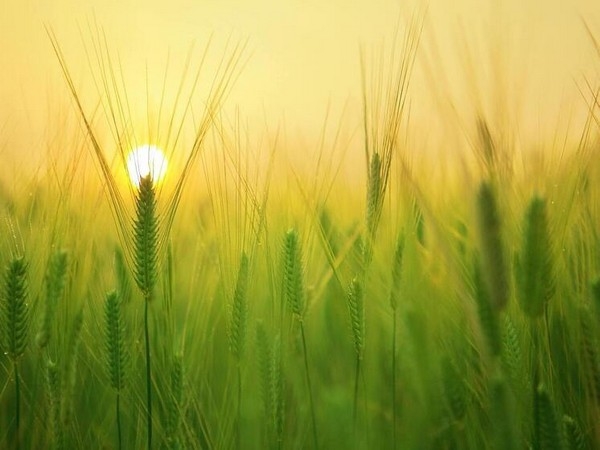 Фото: pixabay.com