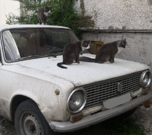 Фото: АДИ19