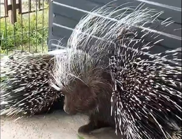 Фото: стоп-кадр видео зоопарка Абакана
