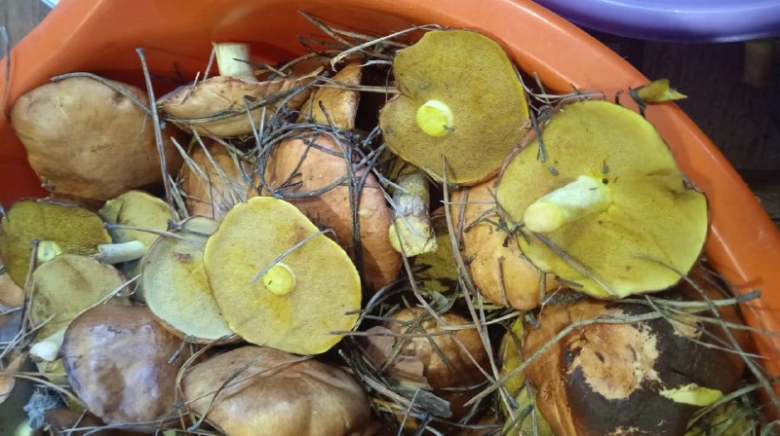 Фото: Чат грибников