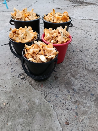 Фото: Чат грибников