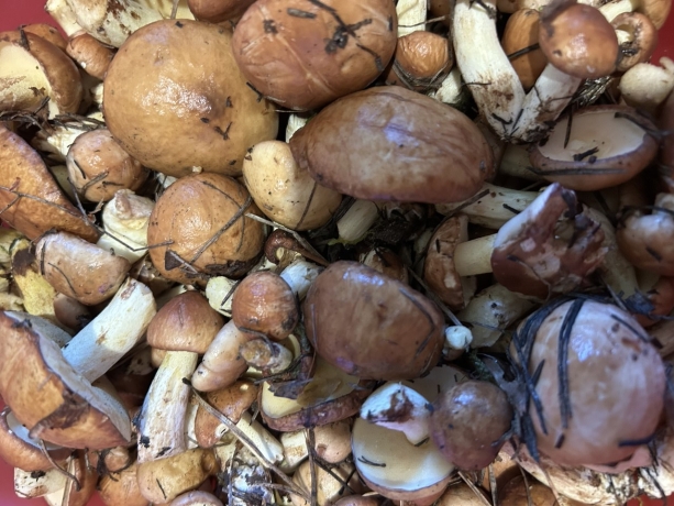 Фото: Чат грибников