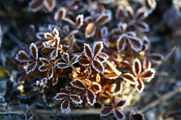 Фото: pixabay