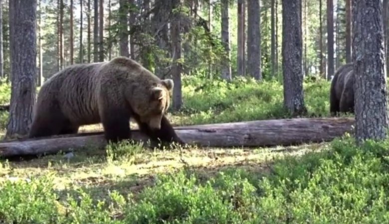 Фото: Россельхознадзор по Хакасии и Туве