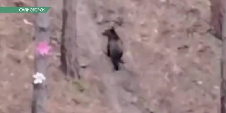 Стоп-кадр видео Саяногорск Главный