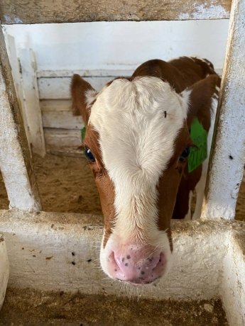 Отрасль дважды лишилась денег, заложенных на развитие молочного скотоводства 