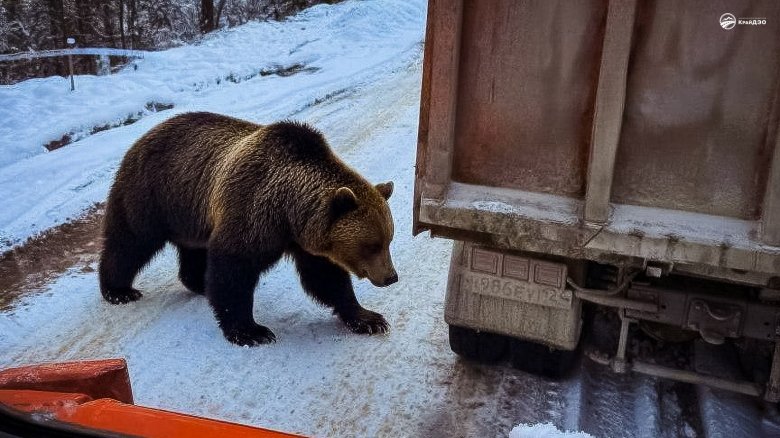 Фото: КрайДЭО