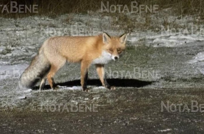 Фото: «NotaBene»