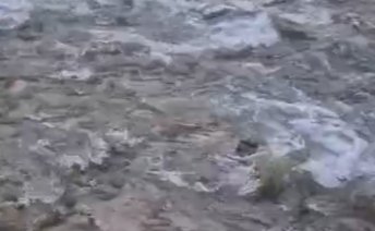 Стоп-кадр видео Минприроды Хакасии