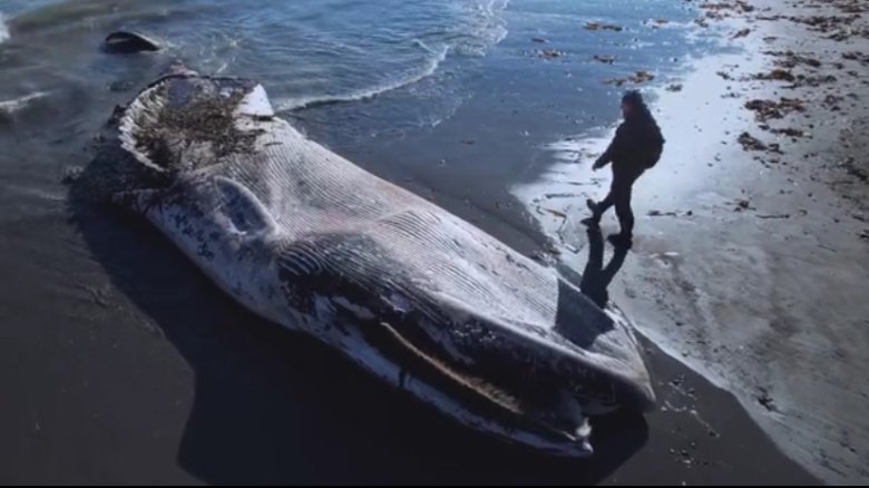 Стоп-кадр видео Mash