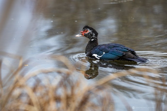 Фото: Андрей Зайченко