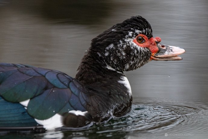Фото: Андрей Зайченко