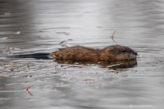Фото: Андрей Зайченко