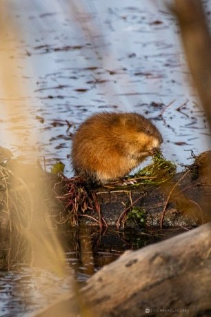 Фото: Андрей Зайченко