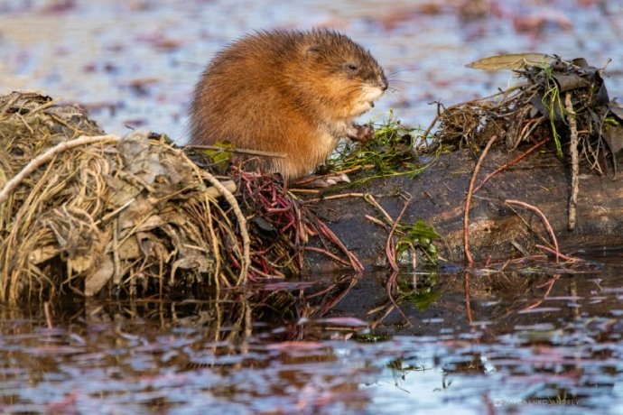 Фото: Андрей Зайченко
