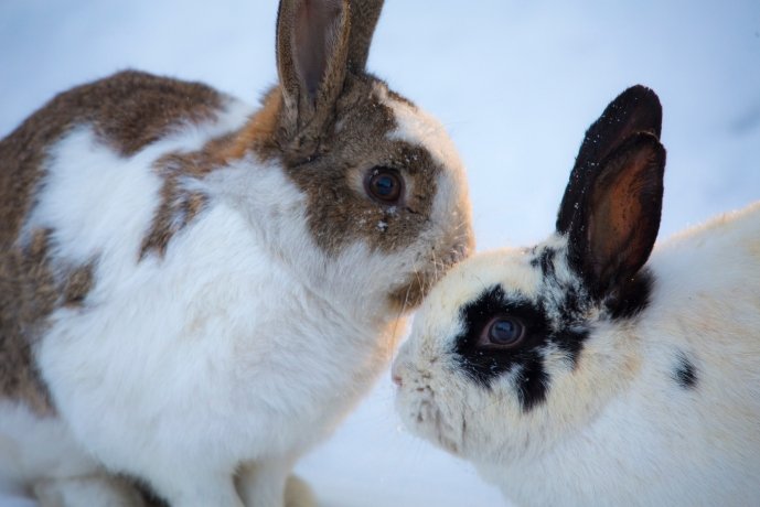 Фото: Минприроды Хакасии 