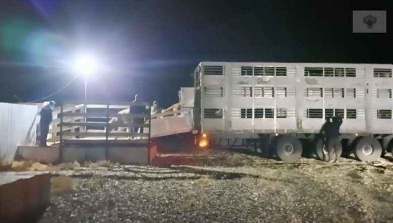 Стоп-кадр видео Россельхознадзора по Хакасии и Тыве