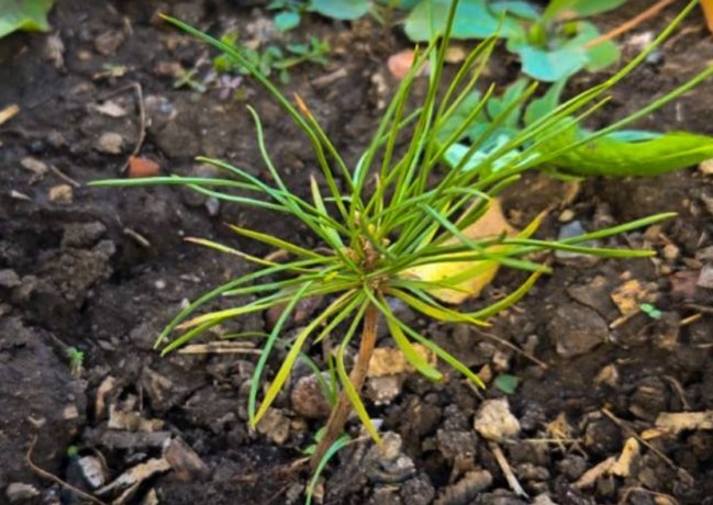 Фото: пресс-служба Минлеса Хакасии