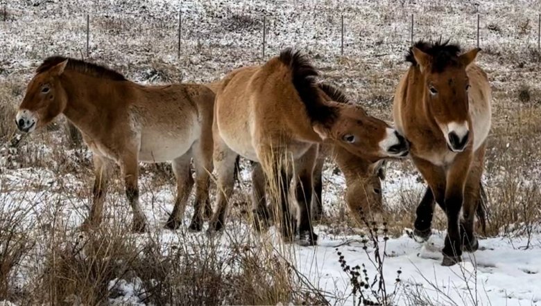 Фото: Абакан 24