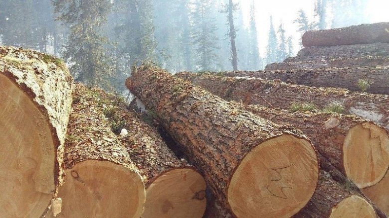 Фото: Минлес Хакасии