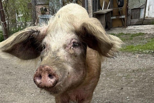 ვეგანიზმი•Veganism/Facebook (владелец компания Meta признана в России экстремистской и запрещена)