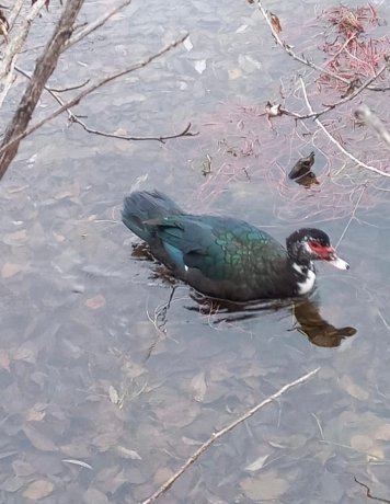 Фото: Тг-канал Минприроды Хакасии