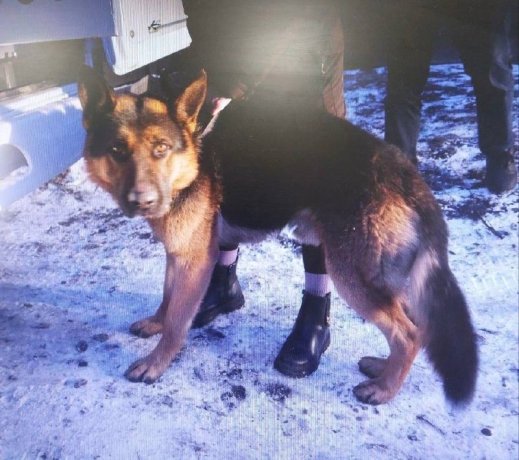 Фото: СУ СК России по Красноярскому краю и Хакасии