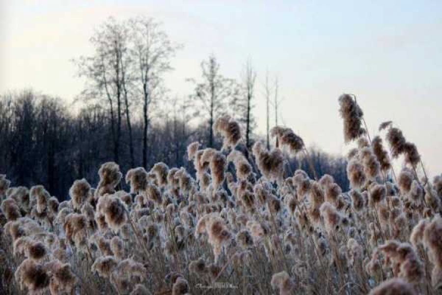 Фото: pronedra.ru 