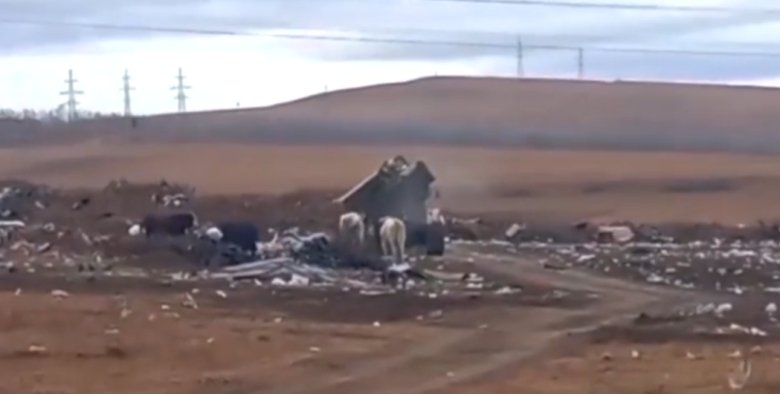 Стоп-кадр видео Минприроды Хакасии